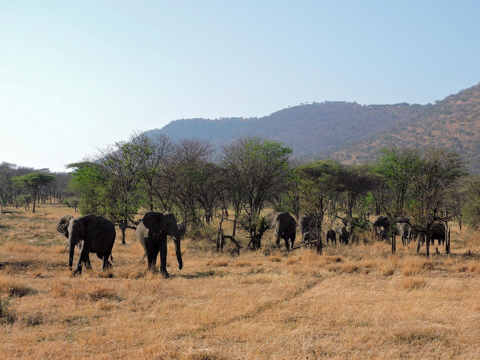 The Serengeti, New York City